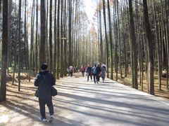 -山王坪喀斯特国家生态公园