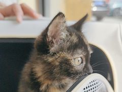 -艾贝尔宠物医院 ·内科全科(梁溪路店)