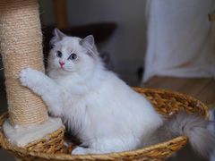 -Bastet sally猫舍购宠(静安店)
