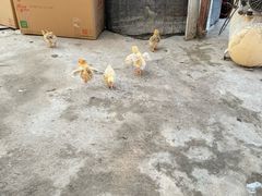 -马陆小张葡萄园农家乐