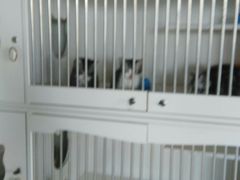 -东方名猫馆·英短金渐层布偶猫舍(环线广场1号楼店)