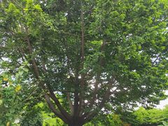 -陈李济中药博物馆