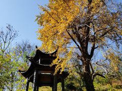 -千年银杏谷文化旅游区