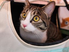 -1013 PET SHOP 宠物商店(近铁城市广场店)