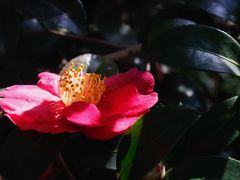 -杭州植物园