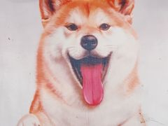 -柴犬高等学院·狗咖·柴犬售卖·宠物训练