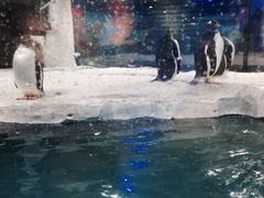 iphone_upload_pic-台州海洋世界