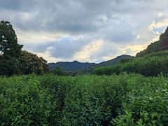 -中国茶叶博物馆(双峰馆区)