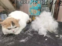 -车接车送·寄养洗护·德文猫舍(大宁店)