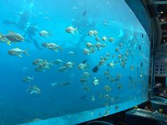 -瑞德姆美人鱼海底演艺主题餐厅(亚龙湾店)