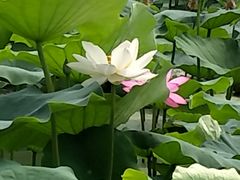 -白洋淀景区