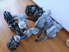 -1013 PET SHOP 宠物商店(近铁城市广场店)