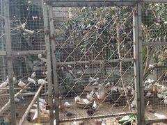 -呀路古热带植物园