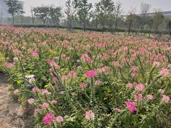 -春花秋色城市公园