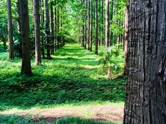 -黄海国家森林公园