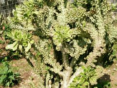 -松山湖梦幻百花洲