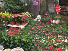 -金陵花卉交易市场