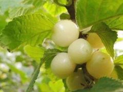 -樱桃山旅游景区