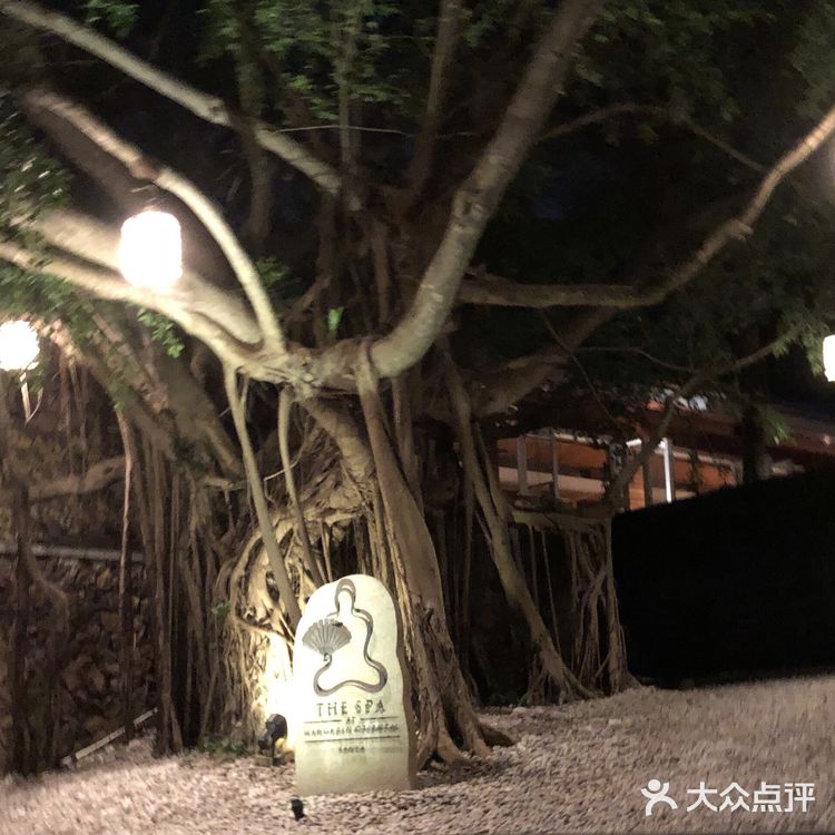 拳头一样大的蜗牛
