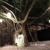 拳头一样大的蜗牛