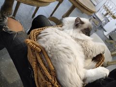 -共舞时光猫咖·狗咖(新街口店)