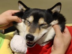 -逗柴咖啡屋·狗咖猫咖宠物桌游