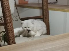 -平行世界·猫咖(首经贸店)