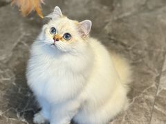 -天宠宠物医院24小时·急重症诊疗中心·全科·腔镜特色(和平分院)