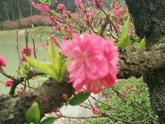 -南国桃园旅游度假区