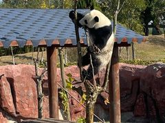 -盐城大丰港动物园