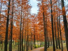 -上海海湾国家森林公园