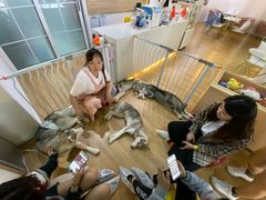 -Husky Go! 哈士奇体验馆·宠物咖啡厅狗咖