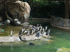-新加坡飞禽公园