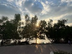 -宝安西湾红树林湿地公园