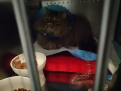 -伟伟宠物医院·CT影像中心·瑞派犬猫综合性门诊(汉口总院)