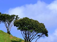 -大姆山草场