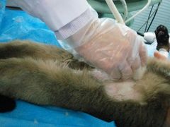 -纳吉亚猫专科动物诊疗中心(蒋宅口分院)