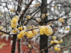 -铁山坪森林公园