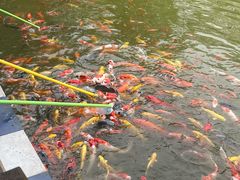 -祥源·阜阳生态乐园