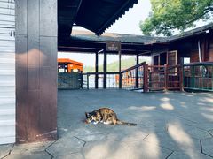 -西湖外事游船(湖滨二公园外事游船码头)