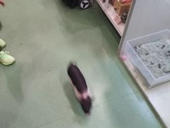 -藦茜花园宠物主题亲子互动体验馆(国顺东路店)