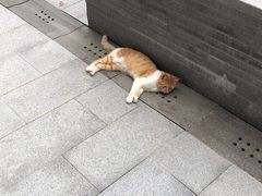 -上海外滩英迪格酒店
