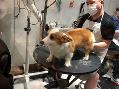 -Oh My Dog宠物沙龙(伊珊娜皮毛护理店)