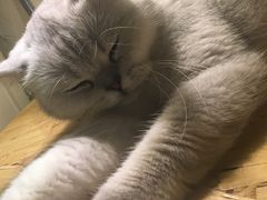 -豆老板的猫咖啡(碑林博物馆店)