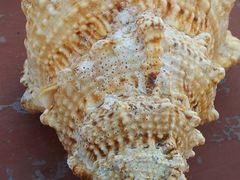 20121025_121804-老味道民宿(栈桥店)