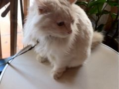 -Babycat私家御饼屋(龙头路一店)