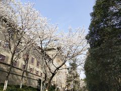 -武汉大学-樱园