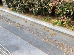 -徐家汇源景区-衡山公园