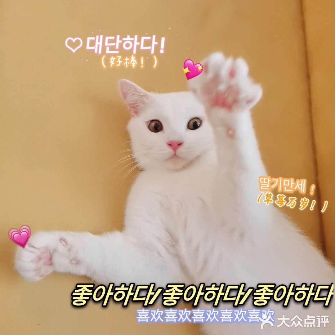 呼和浩特｜小巷里的猫客厅