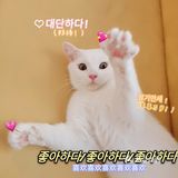 呼和浩特｜小巷里的猫客厅